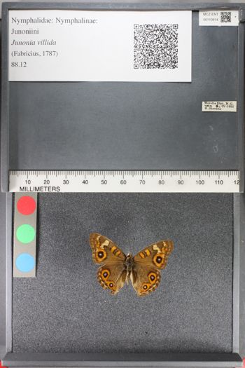 Media type: image;   Entomology 110914
